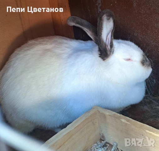 З А Й Ц И, снимка 2 - Други животни - 52926808