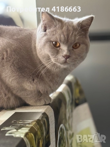 Късокосмест британец за разплод, снимка 8 - Британска късокосместа - 52215816