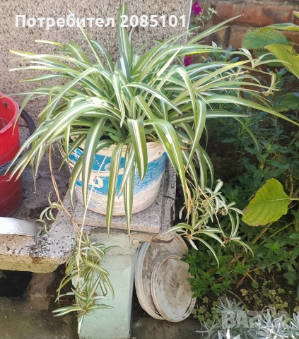 Хлорофитум – Chlorophytum comosum