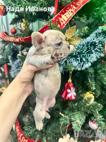 Френски булдог - Мерле, снимка 8 - Френски булдог - 52795127