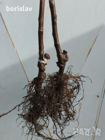 Продавам плодни дръвчета - праскови, кайсии, круши, ябълки, сливи, вишни, череши и дюли, снимка 3 - Разсади - 48079027