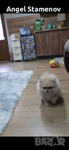 Померан,мини момченце с всички необходими ваксини и документи!!!, снимка 5 - Померан - 53208705