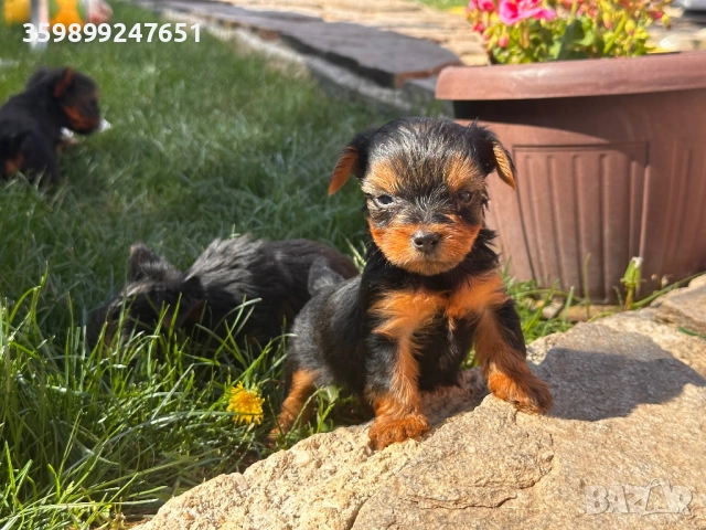 Мини йорки , снимка 1