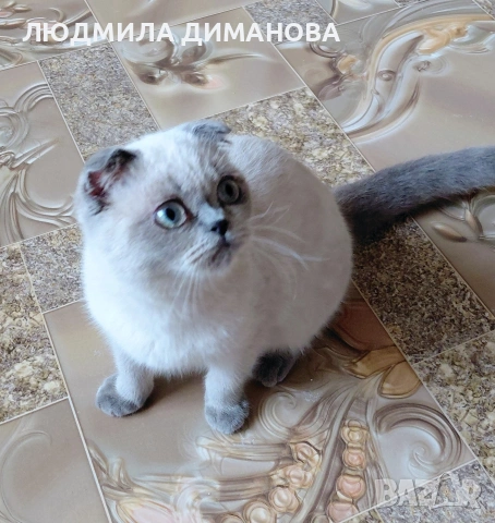 Шотландско момиче със сини очи , снимка 6 - Британска късокосместа - 53016130