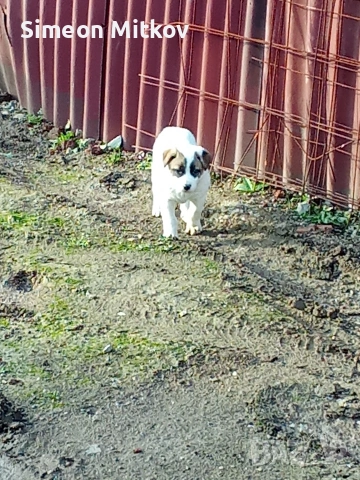 здравейте приятели продавам алабаѝ на 45 дена тел за контакт 0876891693, снимка 3 - Алабай - 53259151