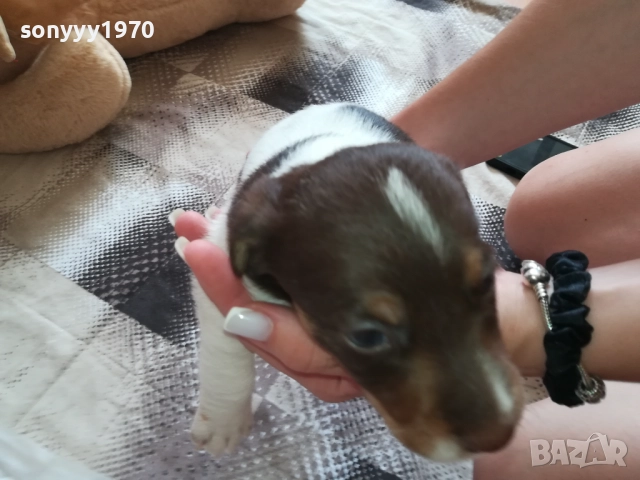 ДЖАК РЪСЕЛ-СЛАДКО КУТРЕ 0909251733, снимка 2 - Джак ръсел териер - 51656880