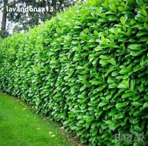 Лавровишна – Вечнозелен Храст за Жив Плет | В Контейнери, снимка 3 - Градински цветя и растения - 42641155