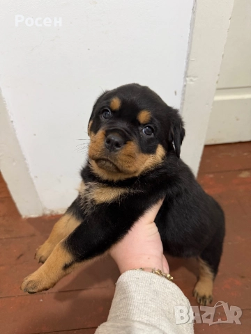 Бебета Ротвайлери, снимка 3 - Ротвайлер - 52865392
