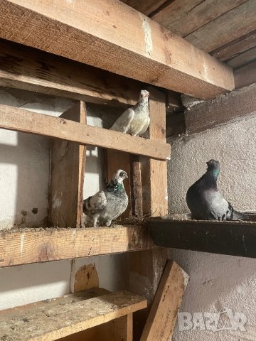 Будапещенски кьсоклюн/японци мьжки и женски, снимка 5 - Гълъби - 37066444