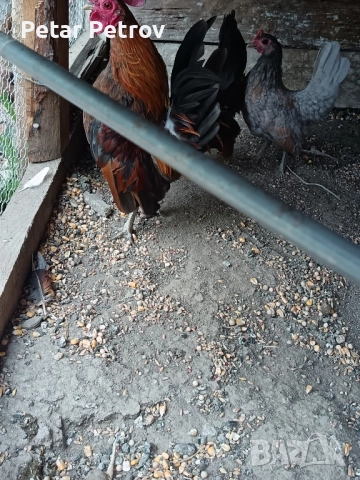 Декоративни кокошки , снимка 8 - Кокошки и пуйки - 51707427