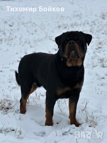 Мъжки Ротвайлер за разплод, снимка 3 - Ротвайлер - 43750249