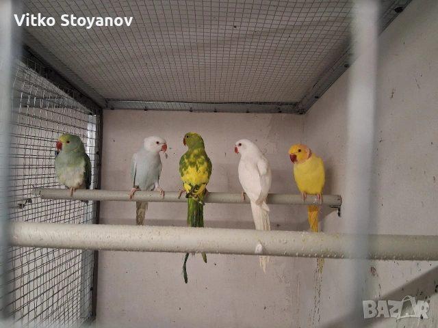 Малък Александър, снимка 6 - Папагали - 52169572