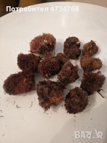 Шипкова гала 