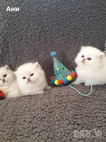Котенца Гледани със Истинска Обич, снимка 6 - Други - 52655414