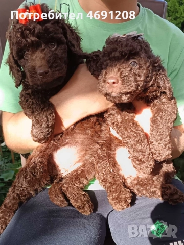Пудел мини шоколад, снимка 9 - Пудели - 52889210