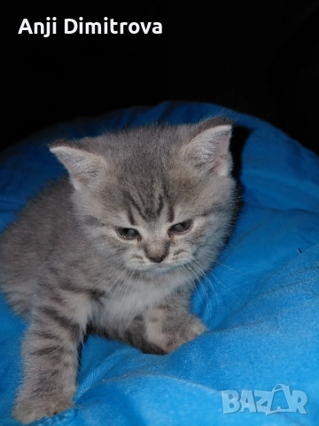 Британска късокосместа., снимка 12 - Британска късокосместа - 52314419