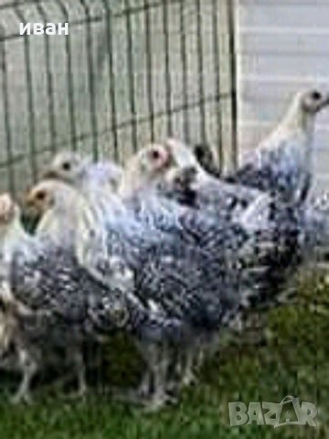 Сребърно Брезе яйца, снимка 6 - други­ - 31147352