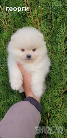 Померан померанче, снимка 10 - Померан - 32224916