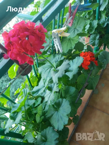 Мушкато,сандъчета,големи,отгледани,последни бройки,ДОГОВАРЯНЕ,готови за декорация и ползване за дома, снимка 18 - Градински цветя и растения - 50448492