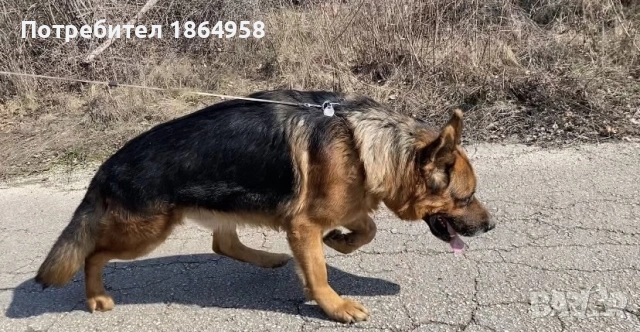 Женски Немски Овчарки ДОСТАВКА, снимка 5 - Немска овчарка - 53074193