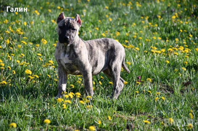 Перо де преса канарио,канарски дог,дого канарио, снимка 6 - Други - 35049174
