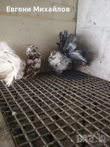 Фенерлии , снимка 10 - Гълъби - 52901917