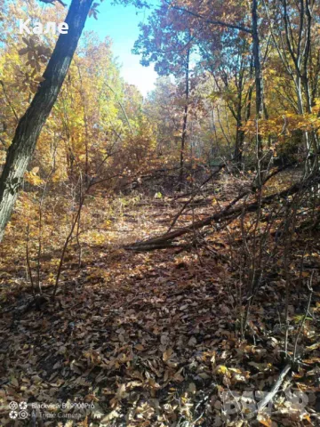 Широколистни гори 15.5 дка с. Винище, община Монтана