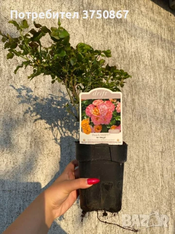 🌹 РОЗА 🌹 Peach DRIFT® Meiggili 🌹, снимка 5 - Градински цветя и растения - 51264438