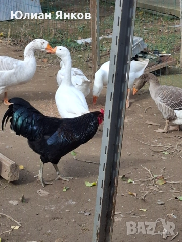 Продавам гъски и петли, снимка 2 - Патици и гъски - 50228900
