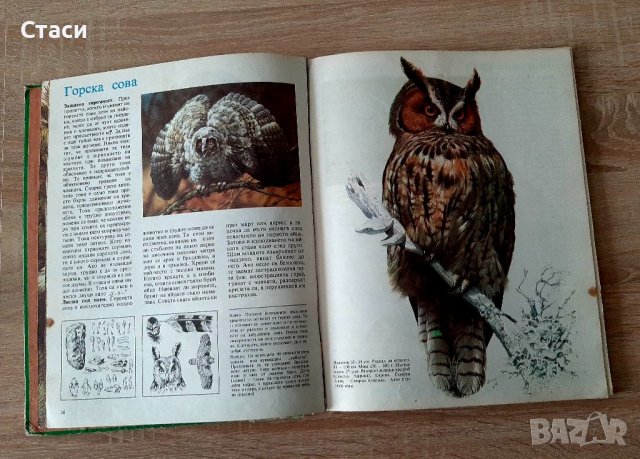Детска енциклопедия за грабливите птици на Европа1990г, снимка 3 - Енциклопедии, справочници - 39370364