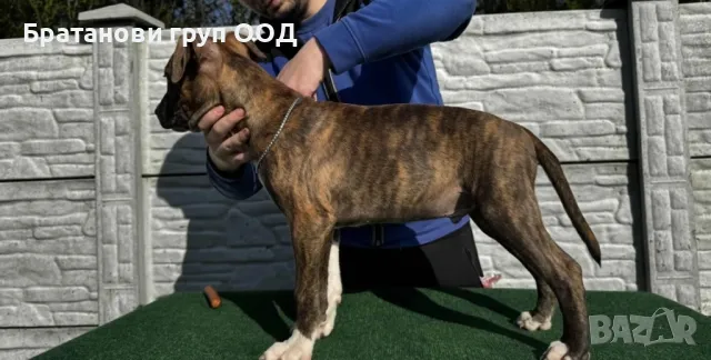 Американски Стафордширски териер, снимка 5 - Американски стафордширски териер - 49782173