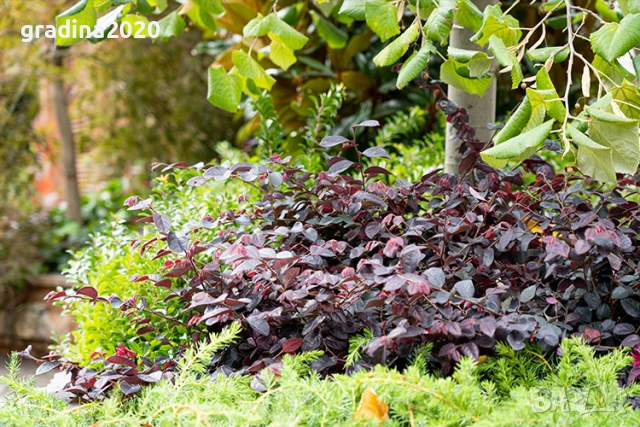 Лоропеталум/ Loropetalum - червен, снимка 4 - Разсади - 50963822