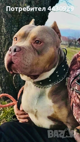 American bully XL