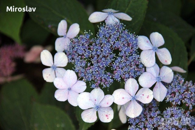 Хортензия ‘Либел’, снимка 2 - Градински цветя и растения - 40492899