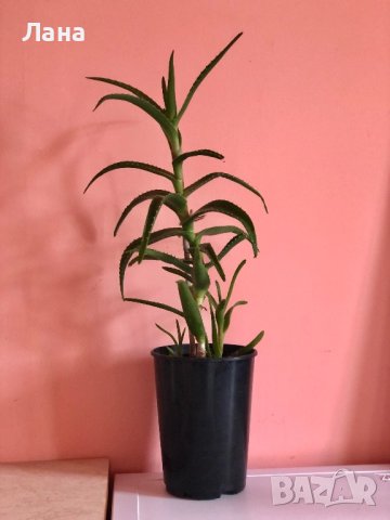 Тригодишно лечебно растение алое Вера , снимка 7 - Стайни растения - 36654510