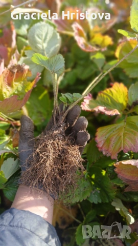 Разсад ягоди , снимка 5 - Градински цветя и растения - 53368603