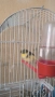 Male Canary Gloster, снимка 7