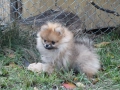 Померан, снимка 7