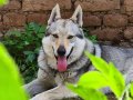 Чехословашки вълчак - малки кученца, снимка 1