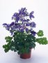 Aquilegia Spring Magic (Аквилегиа Пролетна магия), снимка 1 - Градински цветя и растения - 43745822
