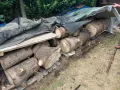 Дърва за огрев-бор, снимка 2