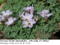 Оксалис (Oxalis adenophylla) – луковици, снимка 1