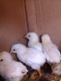 пилета Лекхорн , снимка 1 - Кокошки и пуйки - 44863819