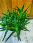 Алое, снимка 1