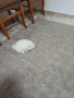 Mini Pomeran , снимка 10