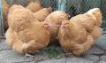 Продавам жълт Орпингтон., снимка 4