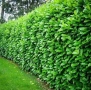 Лавровишна – Вечнозелен Храст за Жив Плет | В Контейнери, снимка 3