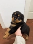 Бебета Ротвайлери, снимка 3