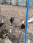 петел 🐓, снимка 9