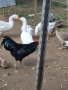 Продавам гъски и петли, снимка 2